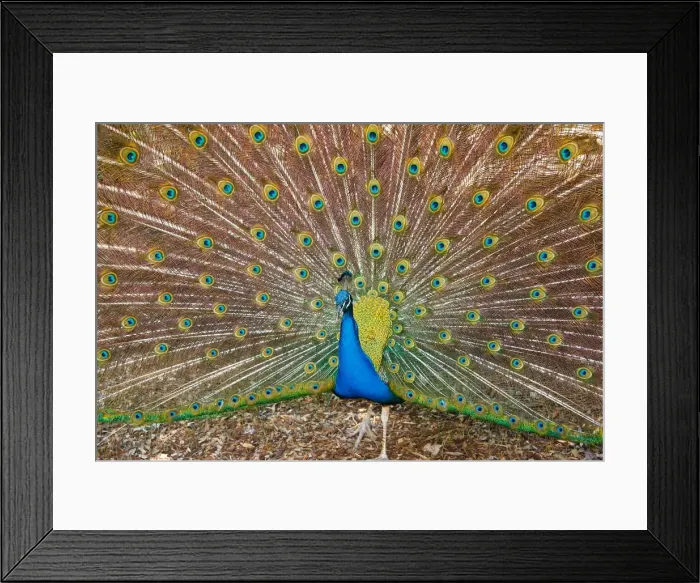 Framed Print : Peacock attraction Framed Print : Peacock attraction