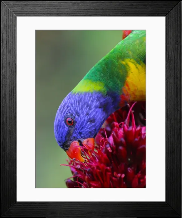 Framed Print : Rainbow Lorikeet on flower