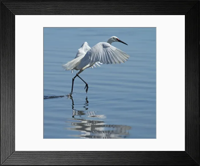Framed Print : Egret takeoff