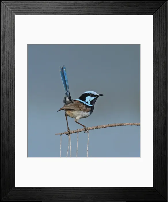Framed Print : Male superb fairywren bird