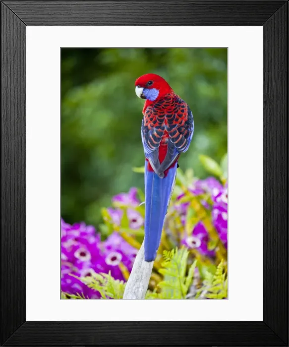 Framed Print : Crimson Rosella & backdrop of orchids Lamington NP Framed Print : Crimson Rosella & backdrop of orchids Lamington NP