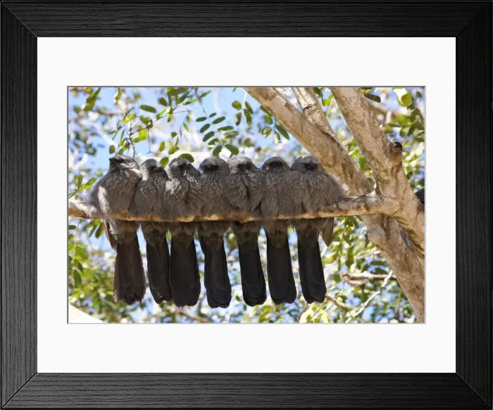 Framed Print : Apostle birds Framed Print : Apostle birds