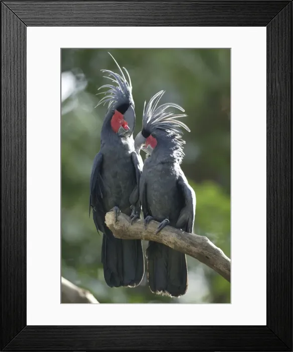 Framed Print : Palm Cockatoos, pair / (Probosciger atterimus) Framed Print : Palm Cockatoos, pair / (Probosciger atterimus)