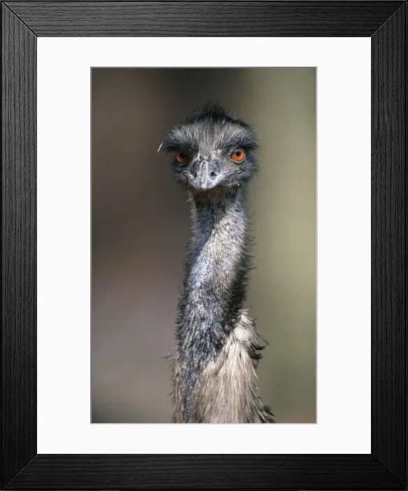 Framed Print : Emu / (Dromaius novaehollandiae) Framed Print : Emu / (Dromaius novaehollandiae)