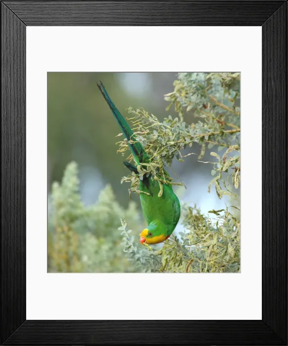 Framed Print : Polytelis swainsonii