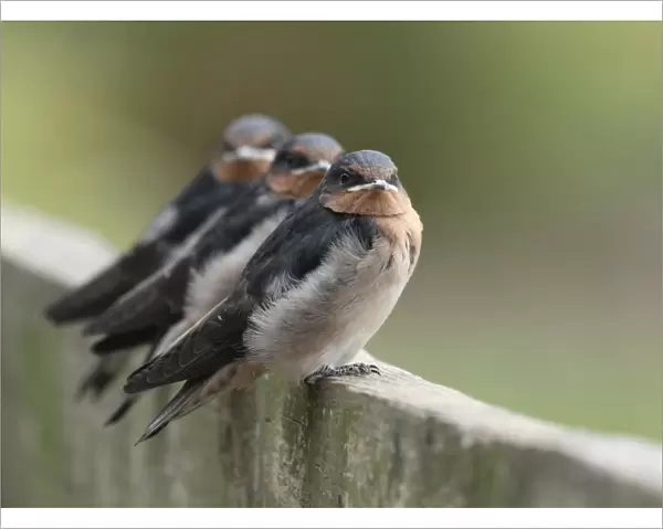 Welcome Swallows