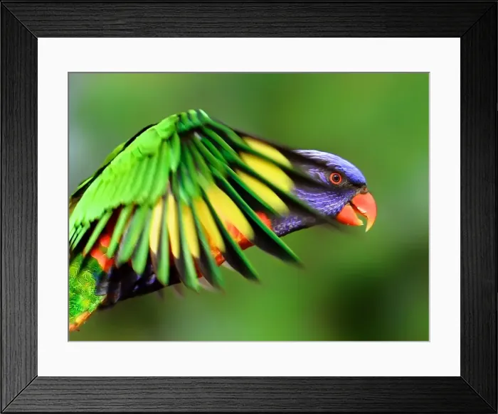 Framed Print : Rainbow Lorikeet Framed Print : Rainbow Lorikeet