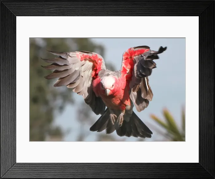 Framed Print : Galah flying Framed Print : Galah flying