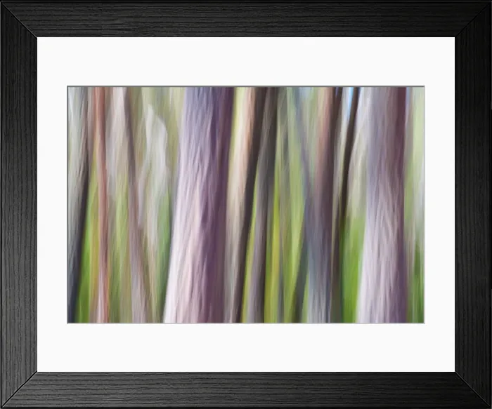 Framed Print : Tree Trunks
