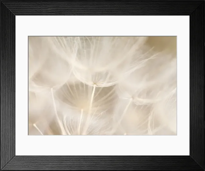 Framed Print : Dandelion abstract background shallow focus