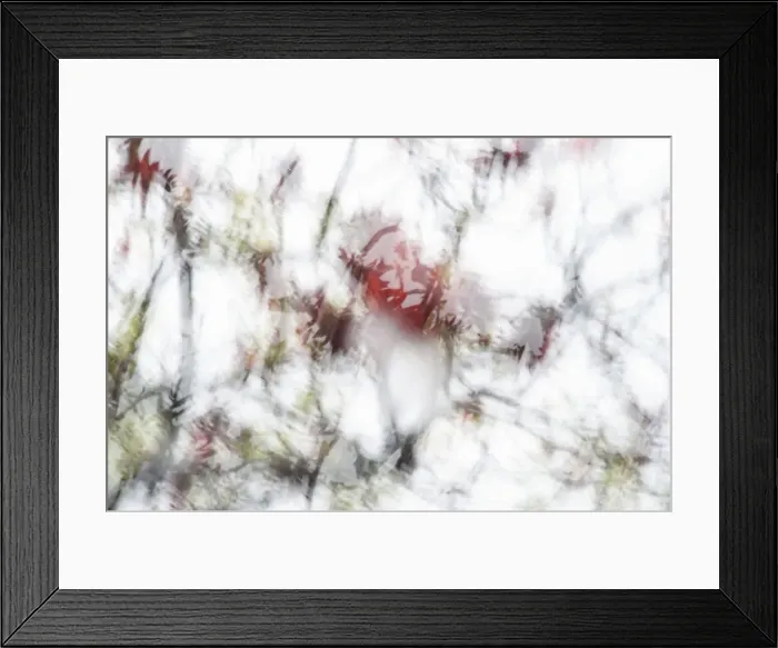 Framed Print : Absract image of garden shrub on white background