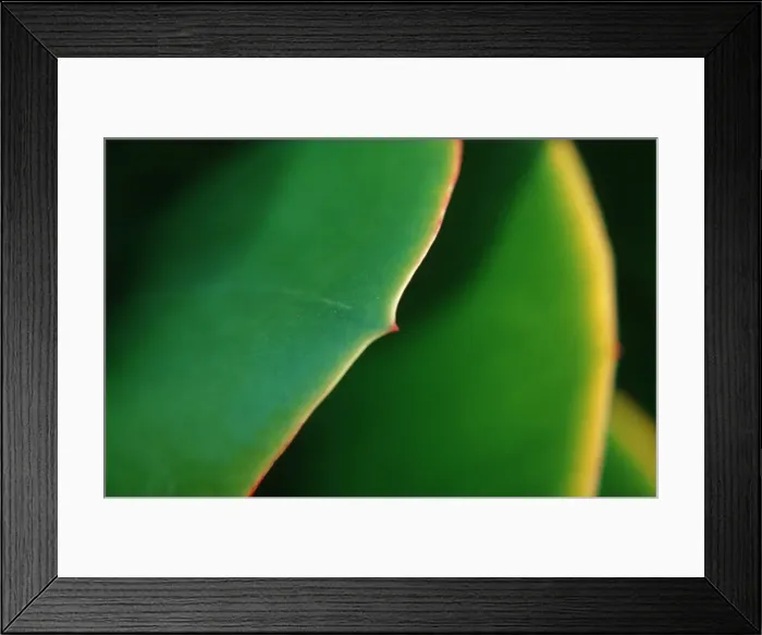 Framed Print : Leaf detail  /  (Sedum spec. )