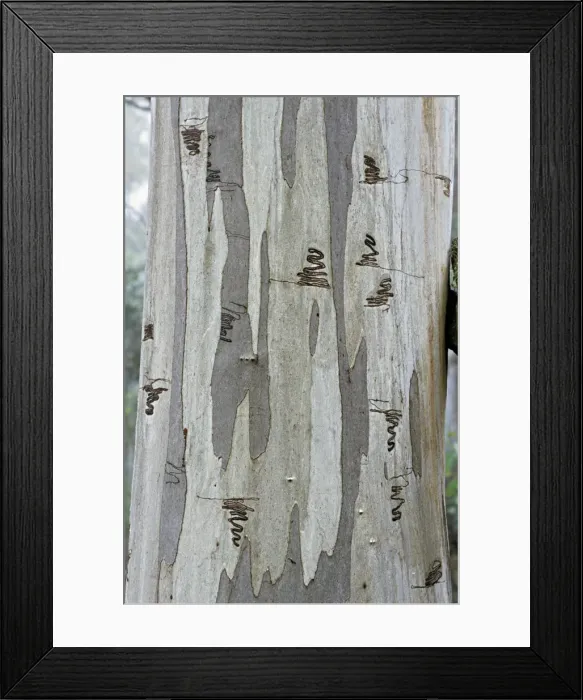 Framed Print : Abstract. Australian Views Abstract