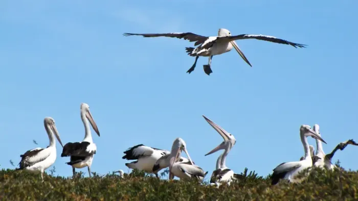 Framed Print : 151004255. Pelicans Framed Print : 151004255. Pelicans