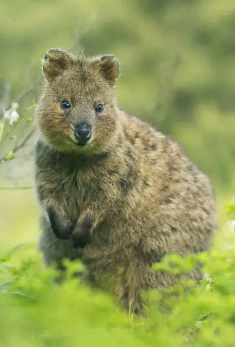 Framed Print : 187923443. Quokka, Rottnest Island, Western Australia Framed Print : 187923443. Quokka, Rottnest Island, Western Australia