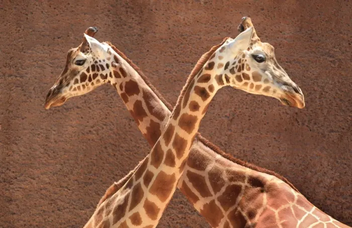 Framed Print : 2 Male Giraffes Engaging in Necking Framed Print : 2 Male Giraffes Engaging in Necking