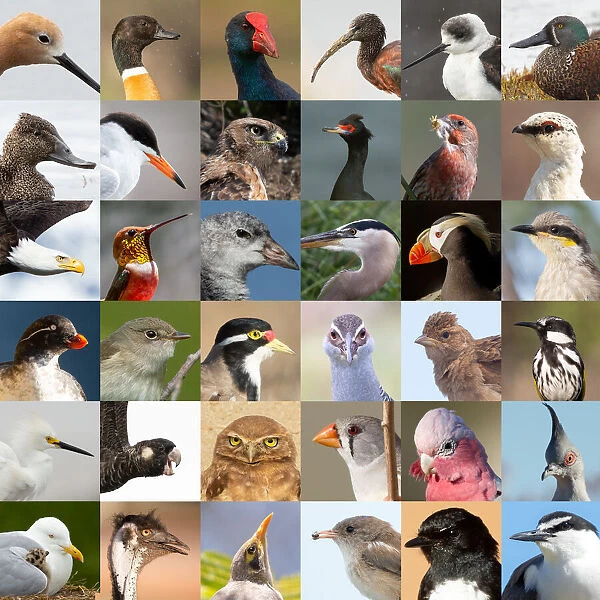 36 Birds. Mixture of Australian and American birds
