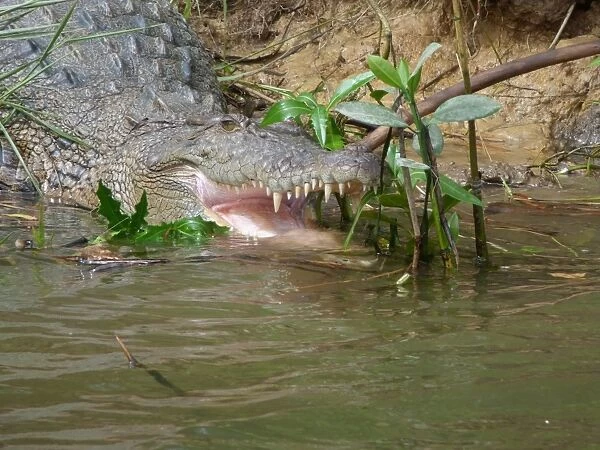 488335311. Close up of a crocodile