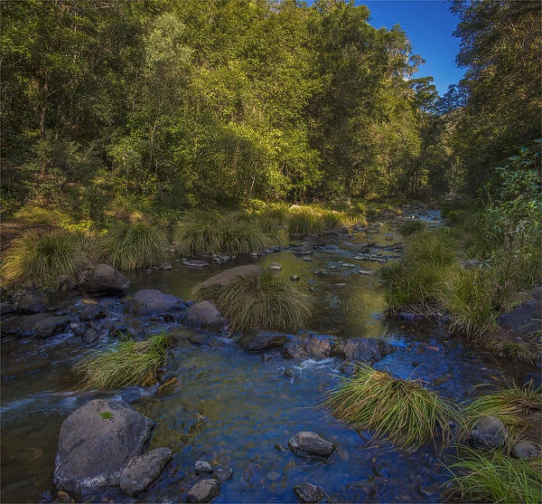 592615082. Killarny Glen rainforest, Hinterland of southern Queensland, Australia