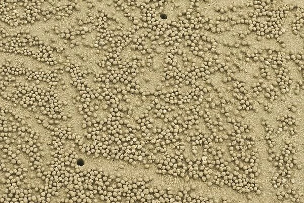 Abstract image of beach crab balls