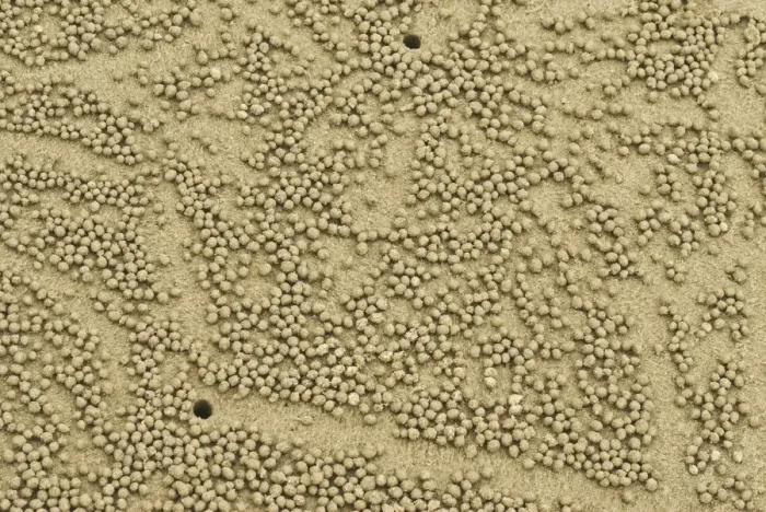 Framed Print : Abstract image of beach crab balls