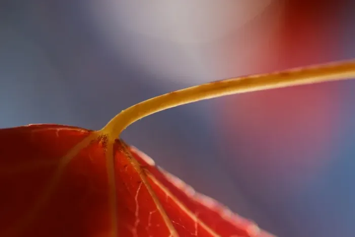Framed Print : An abstract macro image of a maple leaf