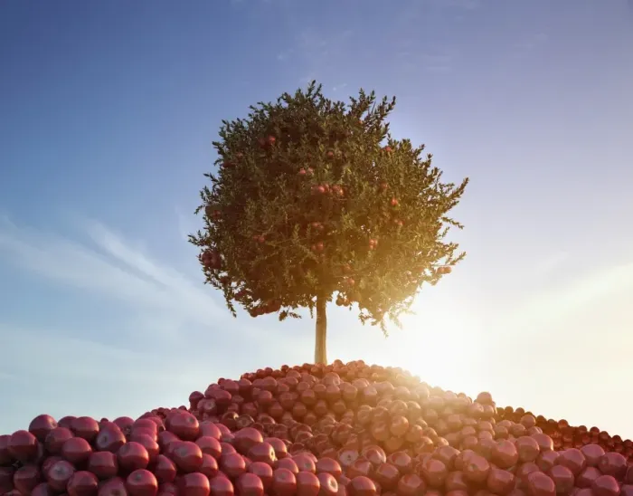 Framed Print : abundance, achievement, apple, australia, back lit, blue sky, color image, concept Framed Print : abundance, achievement, apple, australia, back lit, blue sky, color image, concept