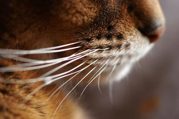 Abyssinian cats whiskers
