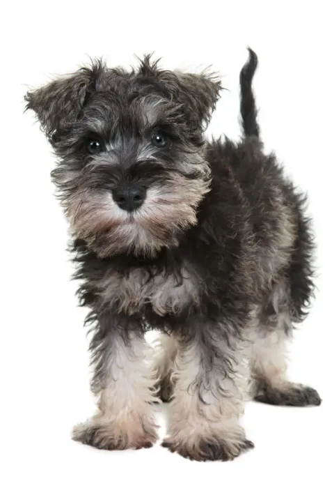 Framed Print : Adorable schnauzer puppy looking at the camera on a white backdrop Framed Print : Adorable schnauzer puppy looking at the camera on a white backdrop