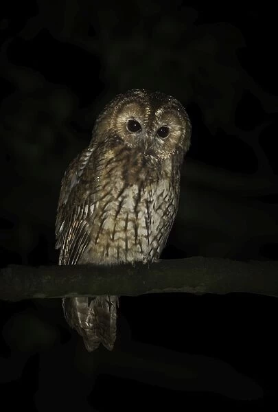Adult Tawny owl (Strix aluco) on branch