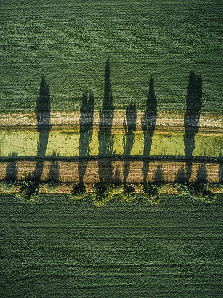 Aerial shot of tree shadows in an agricultural field, Tuscany, Italy