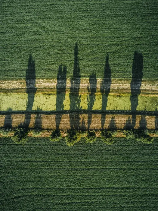 Framed Print : Aerial shot of tree shadows in an agricultural field, Tuscany, Italy Framed Print : Aerial shot of tree shadows in an agricultural field, Tuscany, Italy