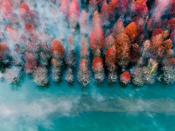 aerial view of autumn leaves in Shanghai
