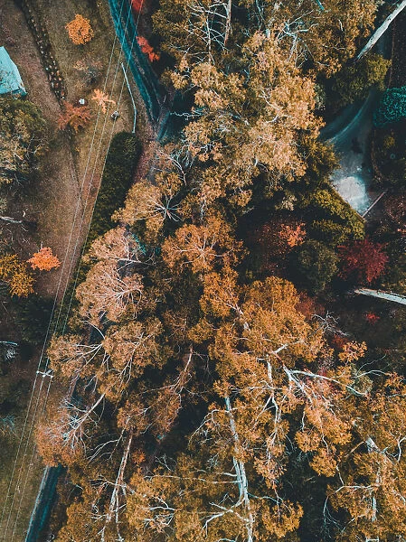 Aerial view of colourful trees with a lake in autumn, Victoria, Australia
