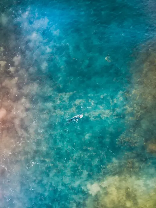Framed Print : Aerial view of a female surfer on the ocean
