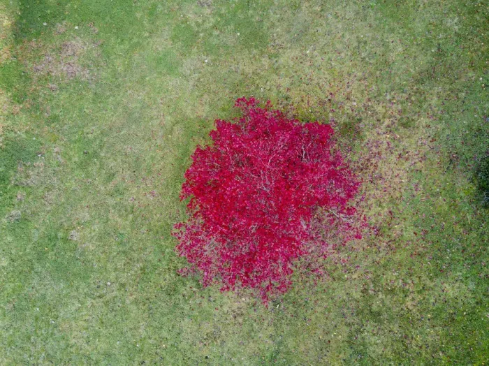 Framed Print : Aerial view of a pink tree Framed Print : Aerial view of a pink tree