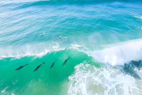 Aerial view of a pod of Dolphins swimming through a wave in the ocean