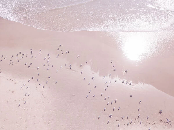 Aerial view of seagulls on the beach