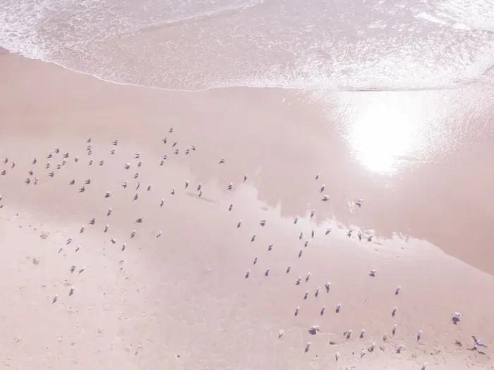 Framed Print : Aerial view of seagulls on the beach Framed Print : Aerial view of seagulls on the beach