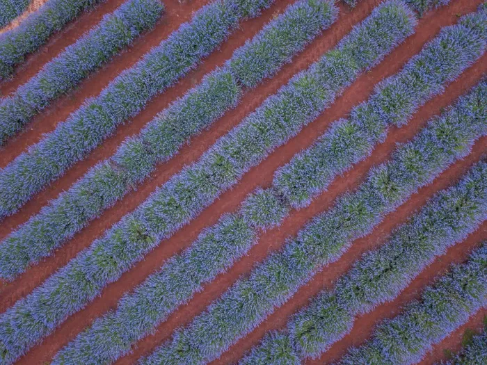 Framed Print : Aerial viewpoint of lavender fields and red dirt Framed Print : Aerial viewpoint of lavender fields and red dirt