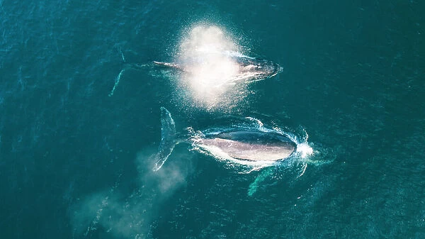 Aerial Whale Photograph