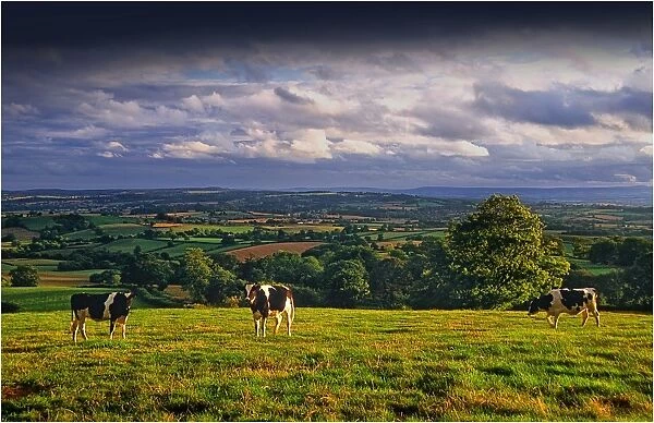 Afternoon light in the rolling countryside of Hampshire, England