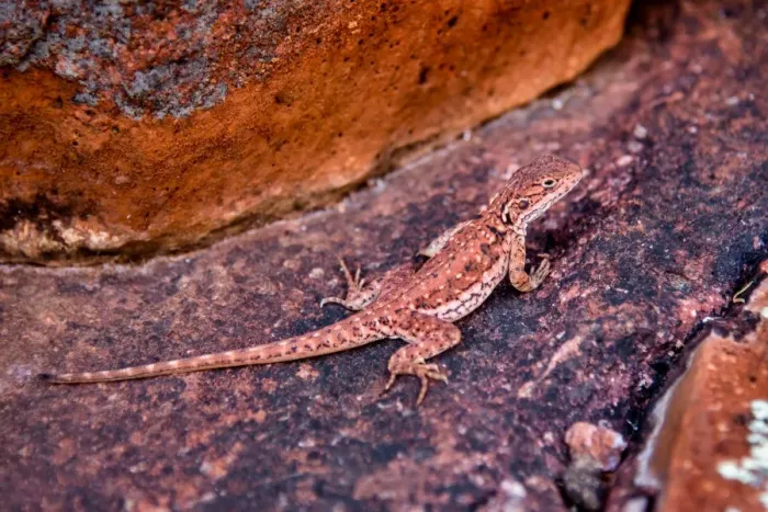 Framed Print : Agama in Gawler Ranges, South Australia