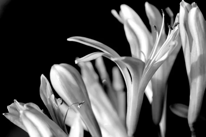 Framed Print : Agapantha Flower Framed Print : Agapantha Flower
