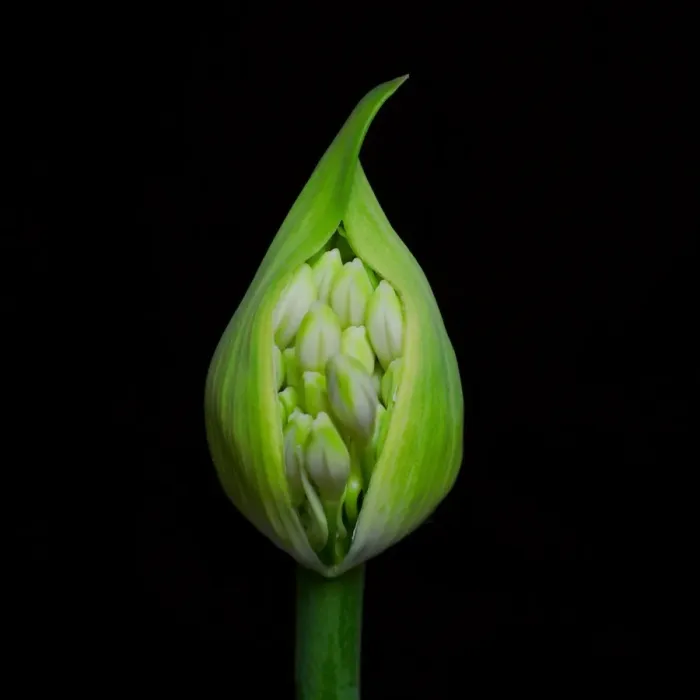 Framed Print : Agapanthus Bud Framed Print : Agapanthus Bud