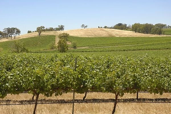 Agricultural fields, Clare Valley, South Australia