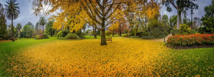 Framed Print : Albury botanical gardens in Autumn, New South Wales, Australia Framed Print : Albury botanical gardens in Autumn, New South Wales, Australia