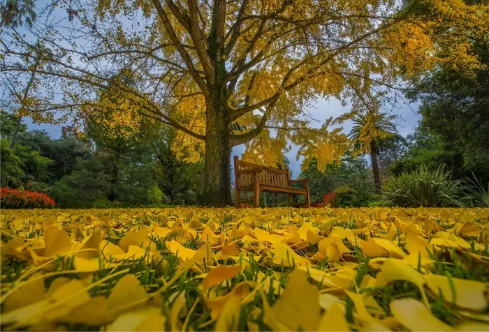 Framed Print : Albury botanical gardens in Autumn, New South Wales, Australia Framed Print : Albury botanical gardens in Autumn, New South Wales, Australia