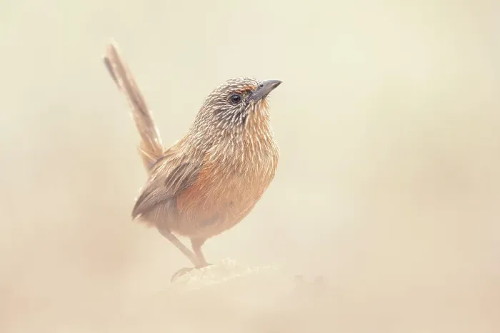 Framed Print : Alert Dusky grasswren (Amytornis purnelli) perched on rock with blurred background