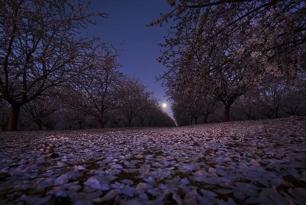 Almond tree under moonlight
